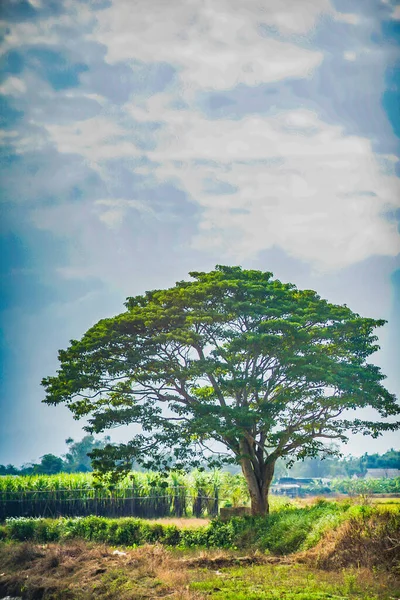 Chinese Parasol Tree Firmiana Simplex Μια Σκηνή Στην Ταινία Mat — Φωτογραφία Αρχείου