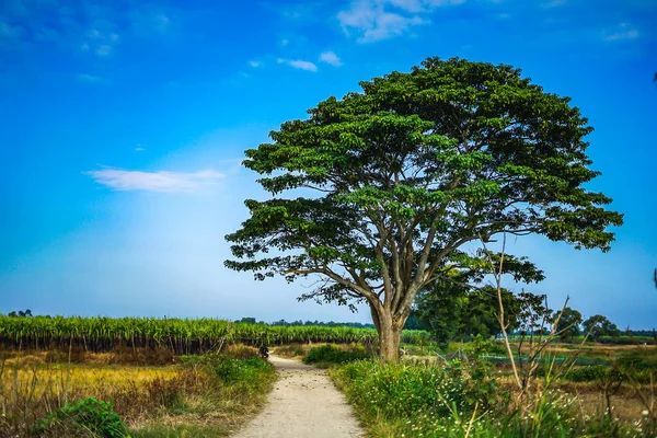 a chinese parasol tree (firmiana simplex)(a scene in the movie Mat biec) grow lonely in the fields near Do Do village, Quang Dien district, Hue, Vietnam