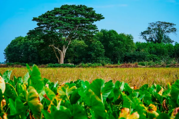 Fresh Green Sugarcane Field View Village Quang Dien District Hue — Stock Photo, Image