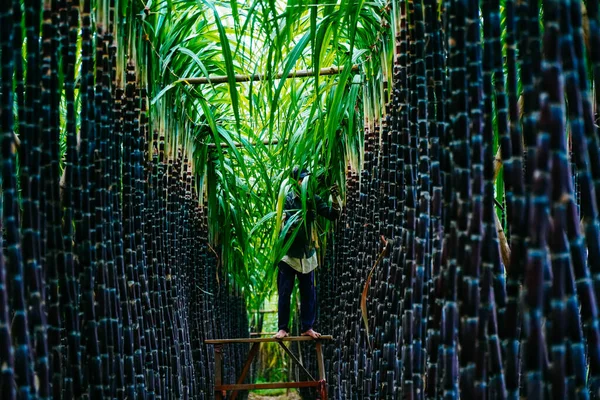 Fresco Verde Vista Campo Cana Açúcar Perto Aldeia Quang Dien — Fotografia de Stock