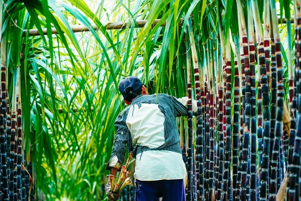 ベトナムのフエ 2020年2月6日 ベトナムのトゥアン ティーン フエ県クアンディエン県のハカン村付近で 新鮮な緑のサトウキビ畑を収穫し 傾向にある農民の見解 自然と食の概念 — ストック写真