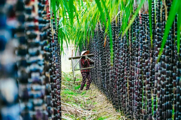 Hue Vietnam Feb 2020 View Farmers Harvesting Tending Fresh Green — 스톡 사진