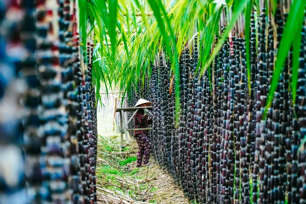 Hue Vietnam Feb 2020 View Farmers Harvesting Tending Fresh Green — 스톡 사진