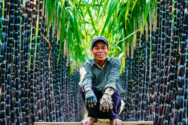 Hue Vietnam Feb 2020 View Farmers Harvesting Tending Fresh Green — 스톡 사진