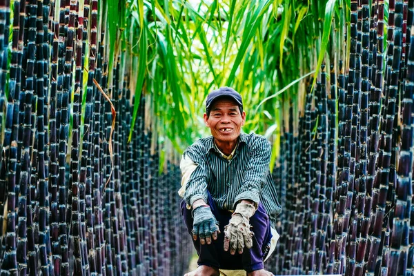 Hue Vietnam Feb 2020 View Farmers Harvesting Tending Fresh Green — 스톡 사진