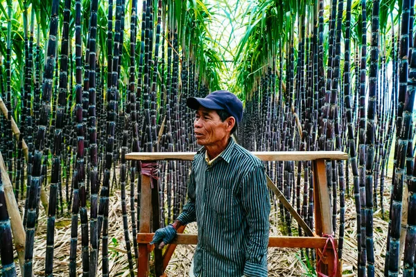 Hue Vietnam Feb 2020 Vista Degli Agricoltori Che Raccolgono Coltivano — Foto Stock