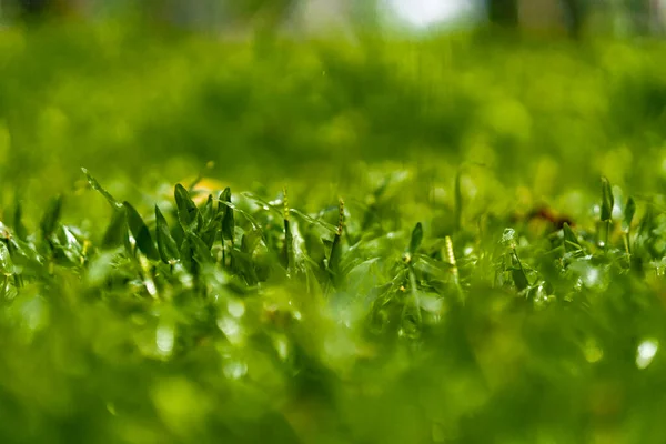 Wiosna Natura Koncepcja Tła Zamknij Zielone Pole Trawy Liści Zamazanym — Zdjęcie stockowe