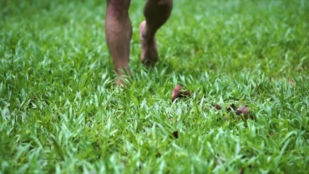 Нога Человека Траве Утром Собирается Прогуляться Траве Потренироваться Концепции Здоровья — стоковое видео