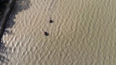 Orta İskoçya 'daki insanların Daknong, Vietnam' daki bir gölde fil sürüsü sürüşünün hava görüntüsü.