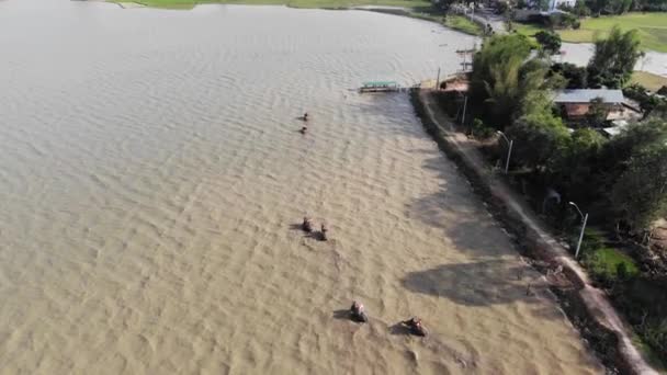 中央高地の人々の空中ビューは ベトナムのダコン省の湖を渡って象の群れに乗る — ストック動画
