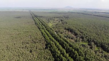 Güney Vietnam 'daki Mekong Nehri Delta bölgesindeki pirinç tarlaları arasında Tra Su Ormanı Turist Parkı' nın hava manzarası..