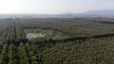 Güney Vietnam 'daki Mekong Nehri Delta bölgesindeki pirinç tarlaları arasında Tra Su Ormanı Turist Parkı' nın hava manzarası..