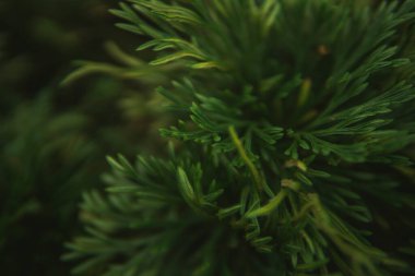 Güzel doğal arka plan. Taze sulu yeşil çalı. Yukarıdan manzara. Düz yatıyordu. Yaz kavramı. Soyut doğa dokusunun ve arka plandaki organik desenlerin makro görüntüsü. Vietnam 'da fotoğraf çekimi.