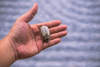 Tanımlanamayan birinin elinde yatan ölü böceğin yakın plan fotoğrafı. Doğal arkaplan bulanık.