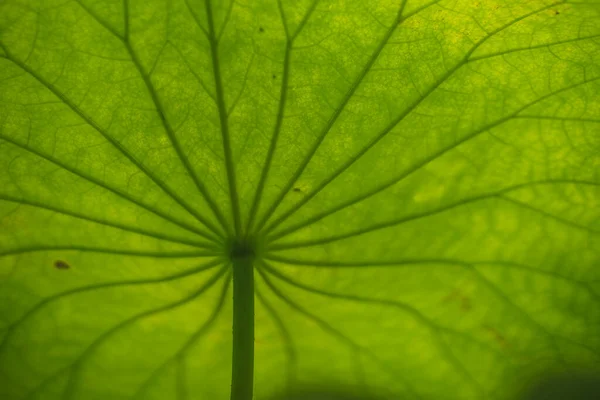 Fondo Textura Hoja Loto Verde Grande Hermoso Fondo Hoja Loto —  Fotos de Stock