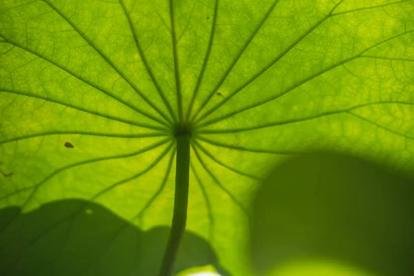 Wielkie Zielone Tło Tekstury Liści Lotosu Piękne Tło Liści Lotosu — Zdjęcie stockowe
