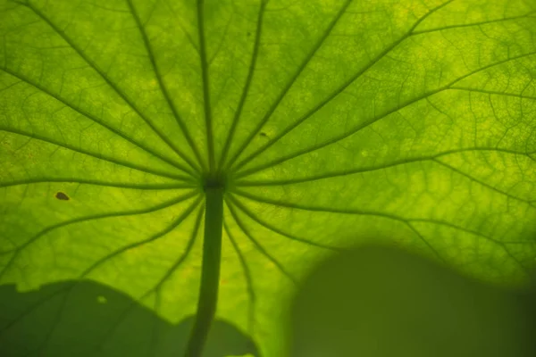 Wielkie Zielone Tło Tekstury Liści Lotosu Piękne Tło Liści Lotosu — Zdjęcie stockowe