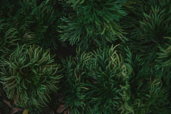 Beautiful natural background. Fresh juicy green shrub. The view from the top. Flat lay. Summer concept. Macro view of abstract nature texture and background organic pattern. Photo shoot in Vietnam