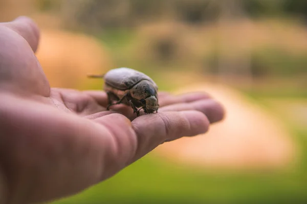 Nahaufnahme Eines Toten Käfers Der Auf Der Hand Einer Unbekannten — Stockfoto