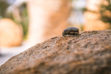 Bir kayanın üzerinde yatan ölü böceği yakından çek. Doğal arkaplan bulanık.
