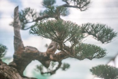 Sala bahçesindeki bahçede güzel bonsai ağacı, Long Thanh, Vietnam, Asya