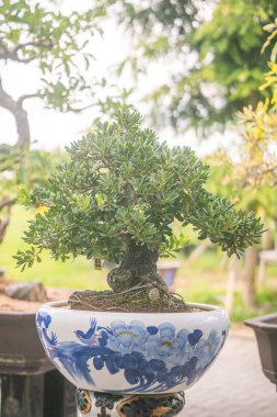 Sala bahçesindeki bahçede güzel bonsai ağacı, Long Thanh, Vietnam, Asya