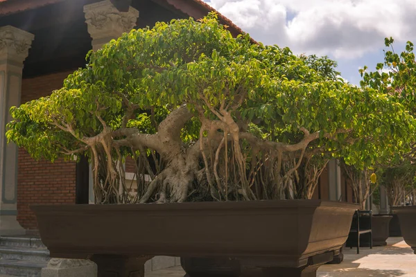 Bellissimo Albero Bonsai Nel Giardino Sala Giardino Lungo Thanh Vietnam — Foto Stock