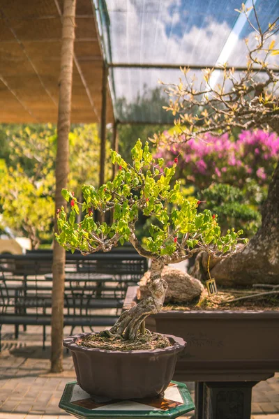 Vackra Bonsai Träd Trädgården Sala Trädgård Long Thanh Vietnam Asien — Stockfoto