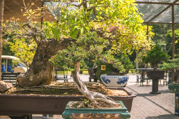 Beautiful Bonsai Tree Garden Sala Garden Long Thanh Vietnam Asia — Stock Photo, Image