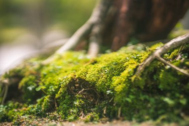 Sala bahçesindeki bahçede güzel bonsai ağacı, Long Thanh, Vietnam, Asya