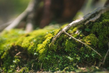 Sala bahçesindeki bahçede güzel bonsai ağacı, Long Thanh, Vietnam, Asya