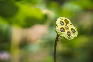 Nilüfer tohumu, nilüfer yaprağı ve çiçek yeşili arka plan. Doğa arkaplanı