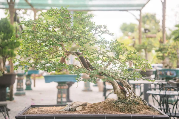 Sala Bahçesindeki Bahçede Güzel Bonsai Ağacı Long Thanh Vietnam Asya — Stok fotoğraf