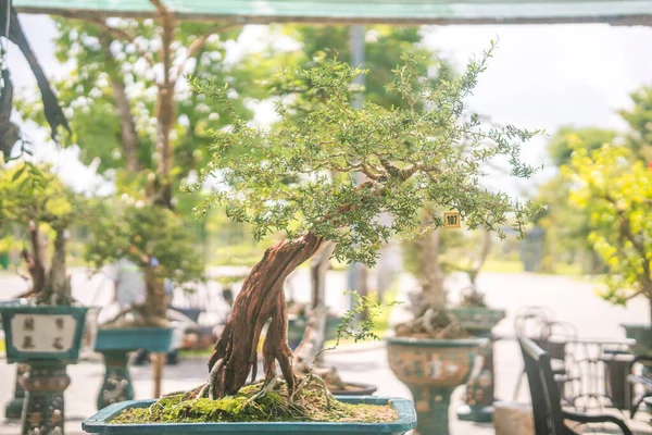 Vackra Bonsai Träd Trädgården Sala Trädgård Long Thanh Vietnam Asien — Stockfoto