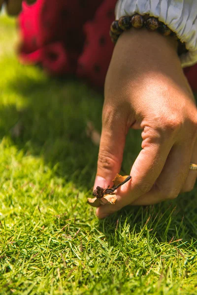 close-up of an unidentified woman's hand picking up leaves and wildflowers around the grounds of a grave. Concept of spiritual and religious