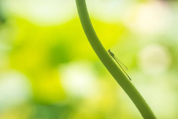 Nahaufnahme Libelle Auf Lotusknospe Hockt Grüner Hintergrund — Stockfoto