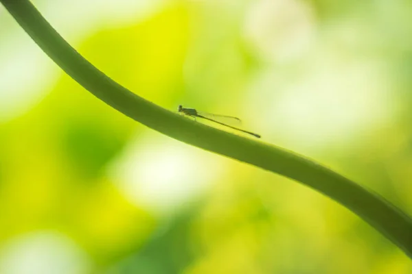 Close Guldsmed Oppe Lotus Bud Grøn Baggrund - Stock-foto