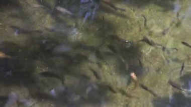 Temiz suda balık. Kristal berrak suda küçük bir balık sürüsü, nehrin kayalık dibindeki balığın gölgesi. Küçük turuncu ve siyah