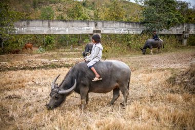 Ninh Thuan Eyaleti, Vietnam - 8 Şubat 2020: tarlada bufalo yetiştiren çocuklar, Ninh Thuan, Vietnam 'da bufalo besleyen çocuklar