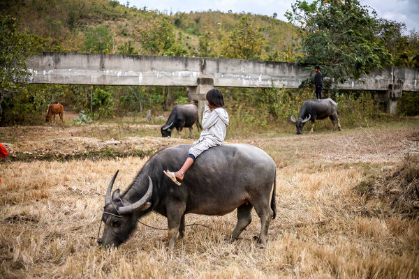 Ninh Thuan Province, Vietnam - Feb 8 2020:children raising buffalo in the field, view of children sitting on buffalo back in Ninh Thuan, Vietnam