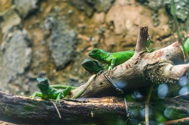 Yeşil iguana. İguana - yaygın iguana ya da Amerikan iguanası olarak da bilinir. Kertenkele aileleri, parlak gözlere bakın. Yeni bir hayat bulmakla aynı yöne bakıyorlar. Saigon Hayvanat Bahçesinde Konum.