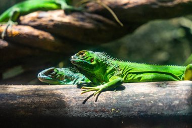 Yeşil iguana. İguana - yaygın iguana ya da Amerikan iguanası olarak da bilinir. Kertenkele aileleri, parlak gözlere bakın. Yeni bir hayat bulmakla aynı yöne bakıyorlar. Saigon Hayvanat Bahçesinde Konum.