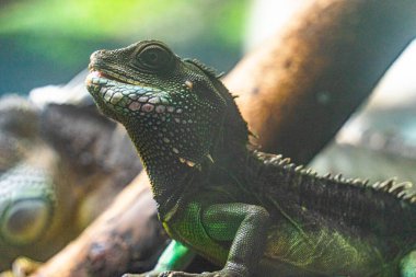 Yeşil iguana. İguana - yaygın iguana ya da Amerikan iguanası olarak da bilinir. Kertenkele aileleri, parlak gözlere bakın. Yeni bir hayat bulmakla aynı yöne bakıyorlar. Saigon Hayvanat Bahçesinde Konum.
