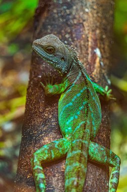 Yeşil iguana. İguana - yaygın iguana ya da Amerikan iguanası olarak da bilinir. Kertenkele aileleri, parlak gözlere bakın. Yeni bir hayat bulmakla aynı yöne bakıyorlar. Saigon Hayvanat Bahçesinde Konum.