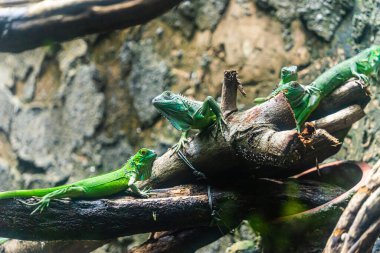 Yeşil iguana. İguana - yaygın iguana ya da Amerikan iguanası olarak da bilinir. Kertenkele aileleri, parlak gözlere bakın. Yeni bir hayat bulmakla aynı yöne bakıyorlar. Saigon Hayvanat Bahçesinde Konum.