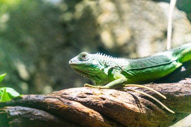 Yeşil iguana. İguana - yaygın iguana ya da Amerikan iguanası olarak da bilinir. Kertenkele aileleri, parlak gözlere bakın. Yeni bir hayat bulmakla aynı yöne bakıyorlar. Saigon Hayvanat Bahçesinde Konum.