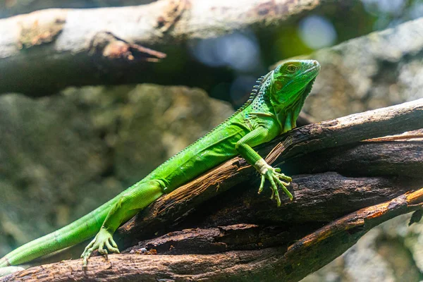 Grønn Iguana Iguana Også Kjent Som Vanlig Iguana Eller Amerikansk – stockfoto