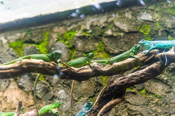 Zelený Leguán Iguana Také Známý Jako Obyčejný Leguán Nebo Americký — Stock fotografie