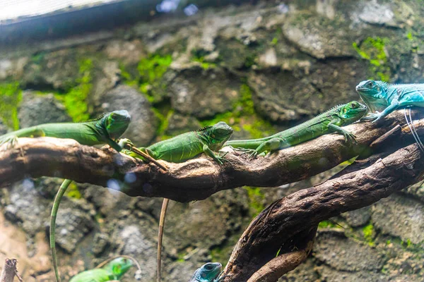 Grønn Iguana Iguana Også Kjent Som Vanlig Iguana Eller Amerikansk – stockfoto