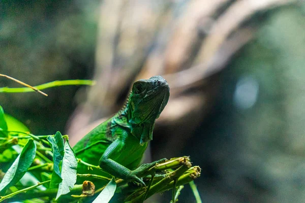 Iguana Verde Iguana Também Conhecida Como Iguana Comum Iguana Americana — Fotografia de Stock